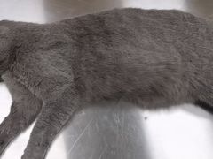 -瑞鹏宠物医院犬猫全科(真大分院)