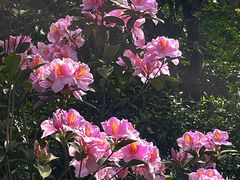 -梧桐山风景名胜区