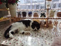-平行世界·猫咖(首经贸店)