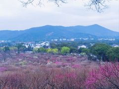 -香雪海