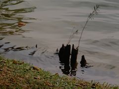 -松山湖风景区松湖烟雨