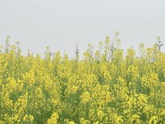 -中国天府农业博览园