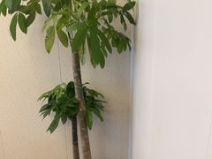 -上海外滩茂悦大酒店