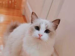 -momokira米努特·德文卷毛猫·棉花面纱犬
