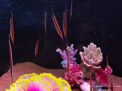 -欢乐海岸海洋奇梦馆