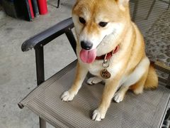 -柴犬高等学院·狗咖·柴犬售卖·宠物训练