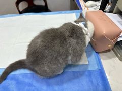 -pd派德宠物中心医院24H急重症·眼科中心·血液透析中心(嵩山北路店)