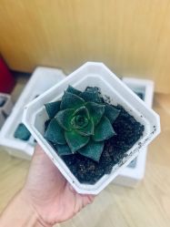 -茱莉蔻