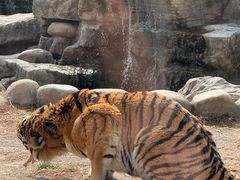 -上海野生动物园老虎餐厅