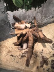 点击看大图 -Zoolung Zoolung动物主题公园(海信广场店)