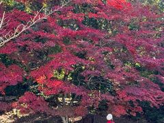 -醍醐寺