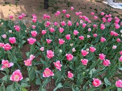 -洛阳郁金香牡丹园