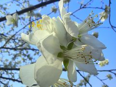 -桃花堤公园