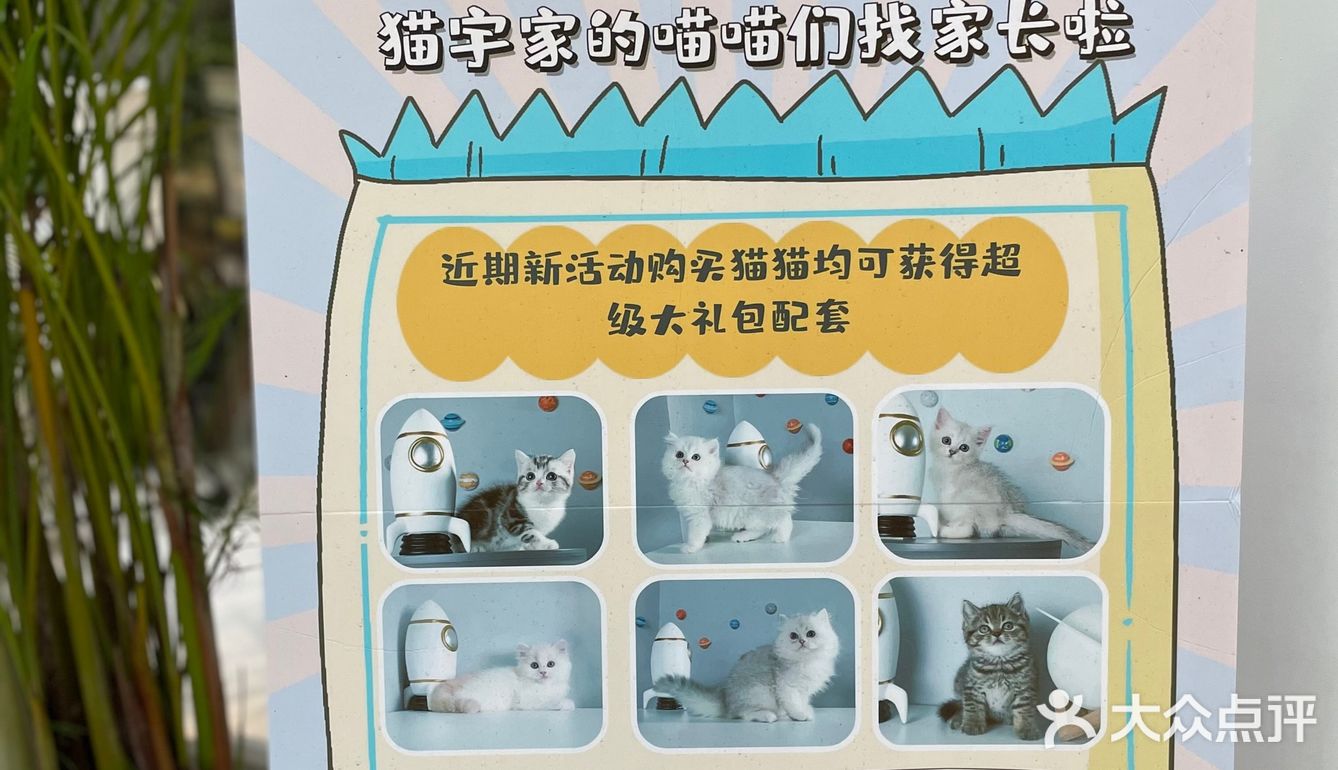 Universe猫宇 | 天河靠谱猫舍‼️