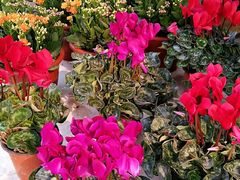 -九龙里集市(六安里店)