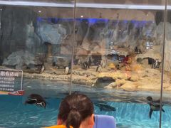 -帝企鹅自助餐厅•儿童岛•真企鹅(长隆企鹅酒店)