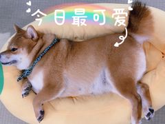 -逗柴咖啡屋·狗咖猫咖宠物桌游