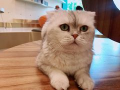 -飞行喵MR PILOT|猫舍·猫咖(静安大融城店)