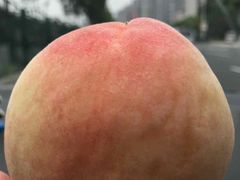-南汇新场正宗水蜜桃采摘