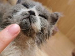 -屋虎猫馆(宝安大仟里店)