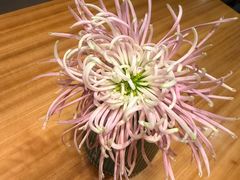 -山茶云南菜(永安里店)