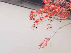 -秋霞圃