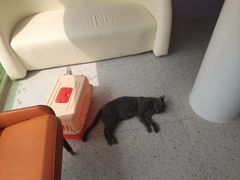 -A猫a狗全科·犬猫异宠·芥西宠物医院(南开总院)