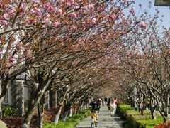 -高东镇樱花园