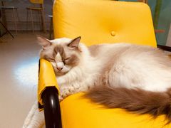 -猫在这儿猫咪咖啡馆·撸猫馆