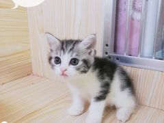 -十年猫舍·猫咪专门店(普陀店)