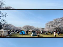 -顾村公园