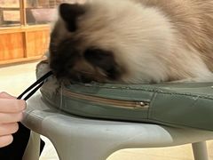 -藏猫猫咖啡主题馆(中央大道店)