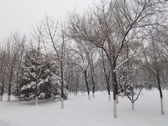 -长白岛森林公园