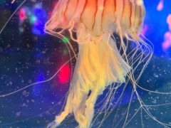 -太平洋海底世界