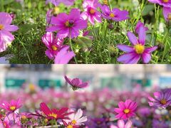 -香蜜公园