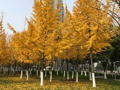 -西北湖绿化广场