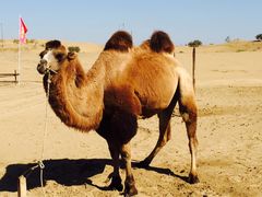 -亿利库布其七星湖沙漠生态旅游区