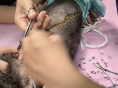 -北京观赏动物医院·24小时大型综合·猫专科·异宠专科