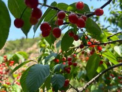 -北宅大永樱桃采摘基地(崂山总部)