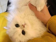 -客栈猫舍(中央北路店)