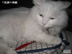 -Babycat私家御饼屋(龙头路一店)