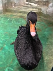 -Zoolung Zoolung动物主题公园(海信广场店)