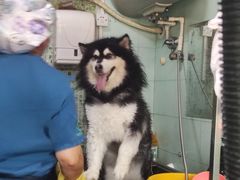 -瑞派动物医院·绝育·犬猫全科·预防医学(光景江南中店)