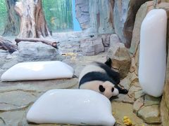 -广州长隆野生动物世界