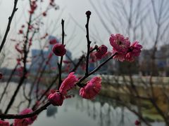 -月湖风景区