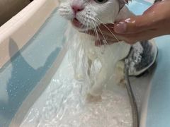 -PETKIT小佩宠物·低压洗护(国顺东路店)