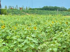 -杭州湾海上花田景区