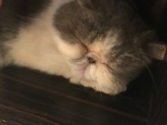 -more than meow吴止猫主题餐厅(承德 中船汇店)