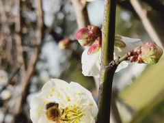 -贡湖湾湿地公园