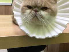 -瑞鹏宠物医院·宠保定点·心脏科·内科(御桥分院)